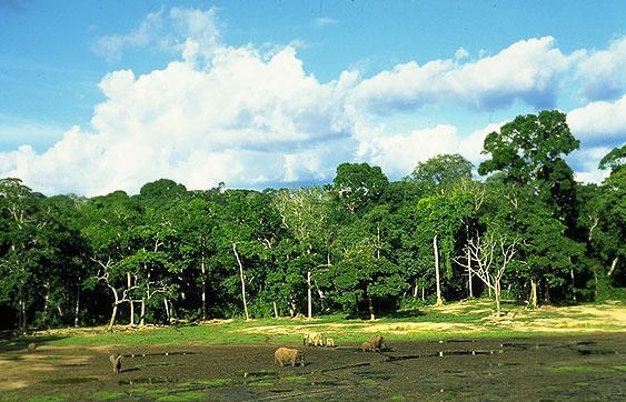 Dzanga-Ndoki National Park